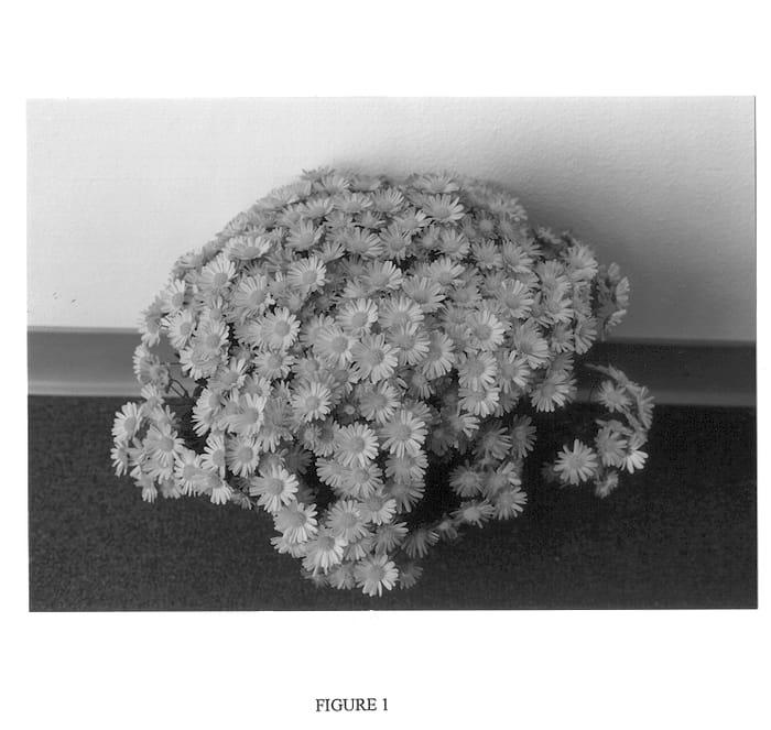 Figure 1 of US plant patent PP13793, the photograph of GEDI ONE OATL printed in the patent.