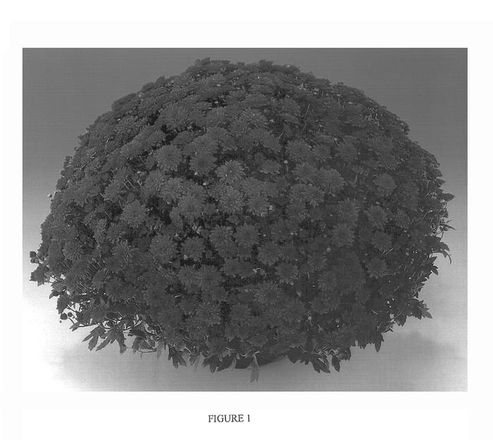 Figure 1 of US plant patent PP13794, the photograph of Gedi One Car printed in the patent.