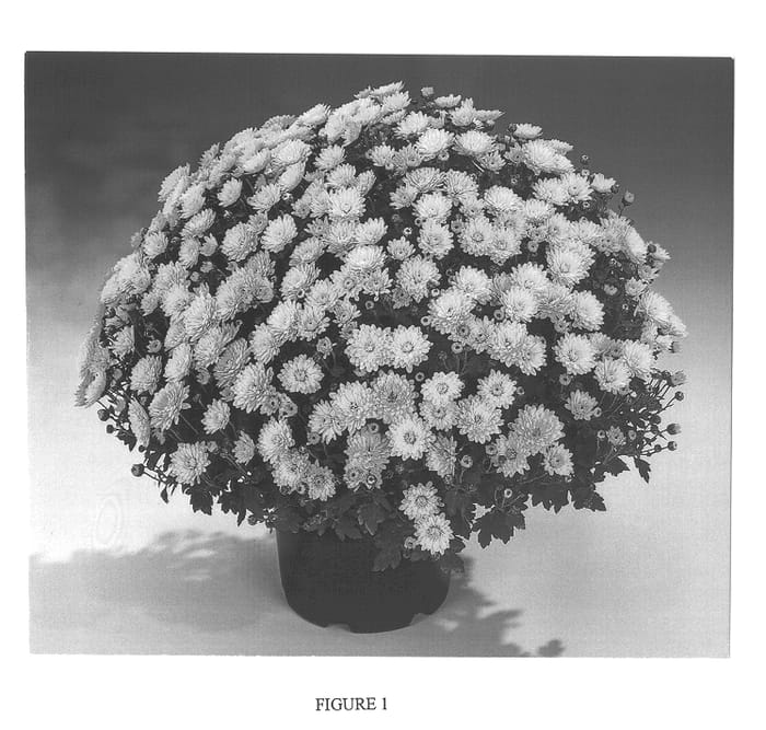 Figure 1 of US plant patent PP13795, the photograph of Gedi One Ylsap printed in the patent.