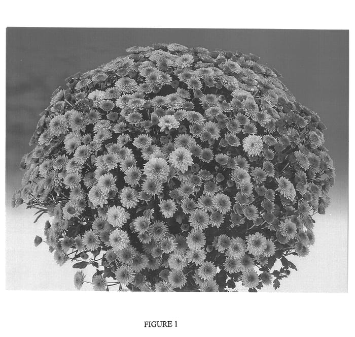 Figure 1 of US plant patent PP13796, the photograph of Gedi One Nov printed in the patent.