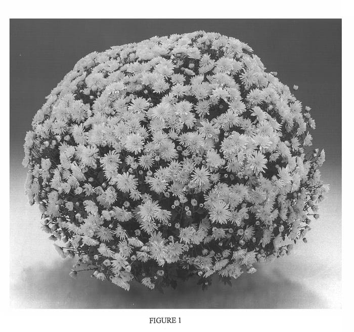 Figure 1 of US plant patent PP13797, the photograph of Gedi One Ces printed in the patent.