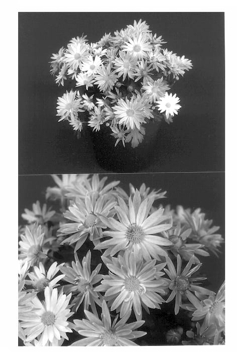 Figure 1 of US plant patent PP13798, the photograph of Yocecilia printed in the patent.