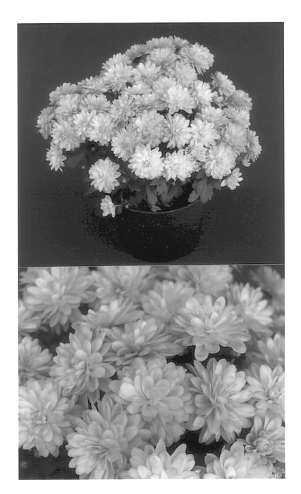 Figure 1 of US plant patent PP13799, the photograph of Yovictoria printed in the patent.