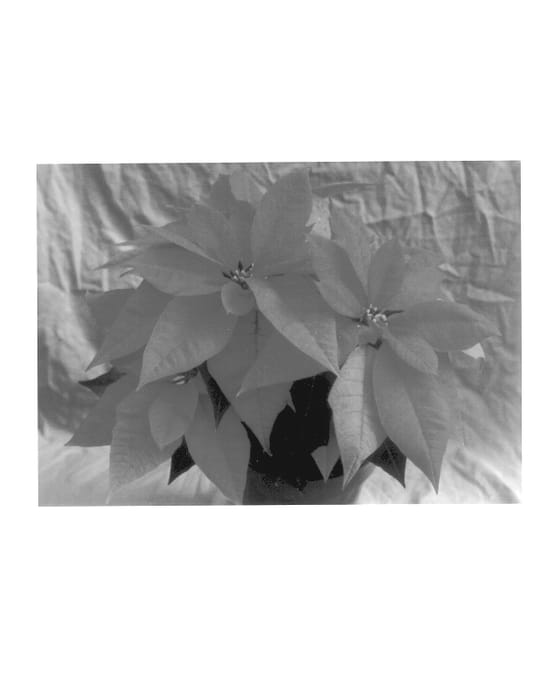 Figure 1 of US plant patent PP13800, the photograph of Winterfest Pink printed in the patent.