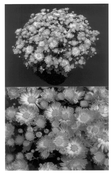 Figure 1 of US plant patent PP13801, the photograph of Sweet Yostacy printed in the patent.
