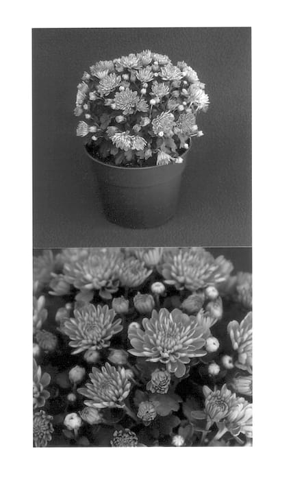 Figure 1 of US plant patent PP13802, the photograph of Yodanielle printed in the patent.