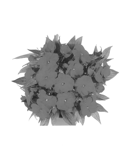 Figure 1 of US plant patent PP13803, the photograph of Dueriblue printed in the patent.