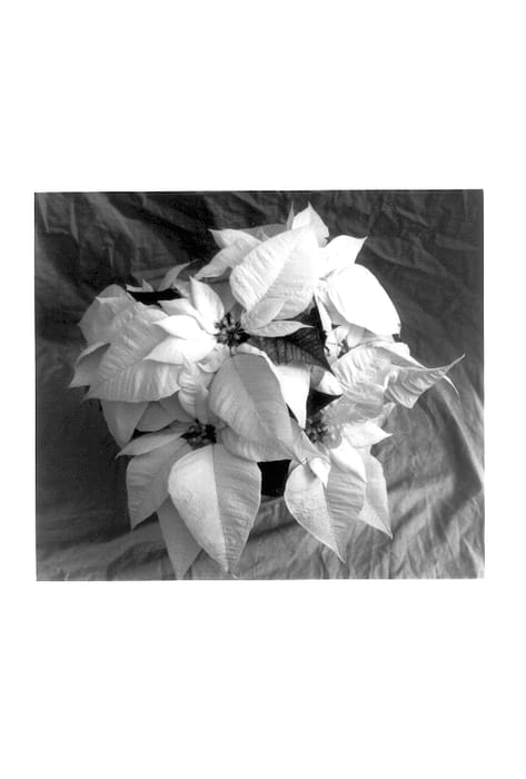 Figure 1 of US plant patent PP13804, the photograph of Festival White printed in the patent.