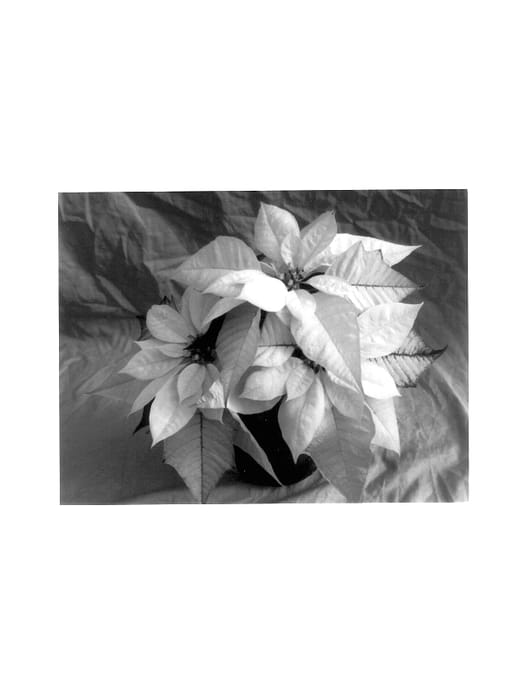 Figure 1 of US plant patent PP13805, the photograph of Winterfest White printed in the patent.