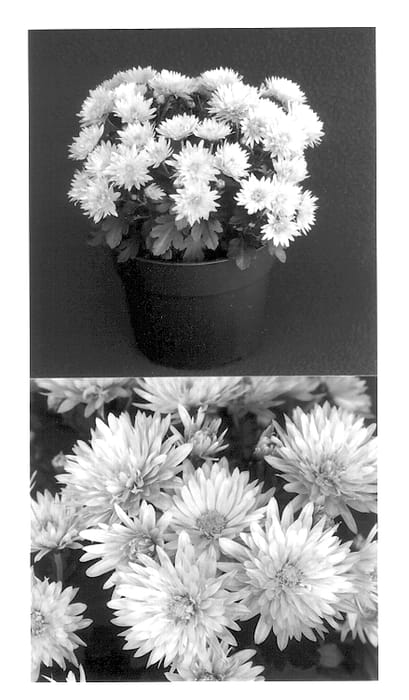 Figure 1 of US plant patent PP13806, the photograph of Yoolivia printed in the patent.