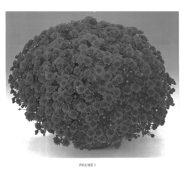 Figure 1 of US plant patent PP13807, the photograph of Gedi One Gal printed in the patent.