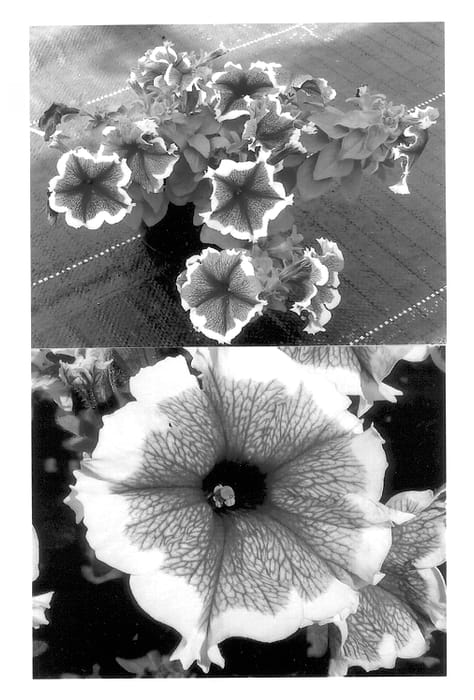 Figure 1 of US plant patent PP13808, the photograph of Wespeba printed in the patent.
