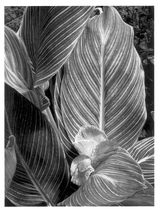 Figure 1 of US plant patent PP13809, the photograph of MACtro printed in the patent.