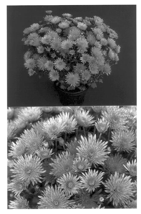 Figure 1 of US plant patent PP13810, the photograph of Yoalberta printed in the patent.