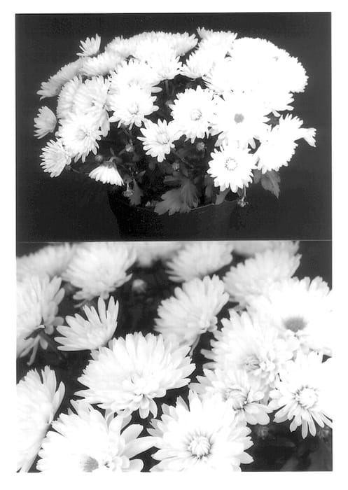 Figure 1 of US plant patent PP13811, the photograph of Yohelga printed in the patent.