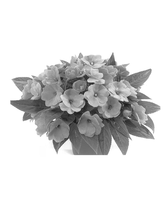 Figure 1 of US plant patent PP13812, the photograph of Duesweetpi printed in the patent.