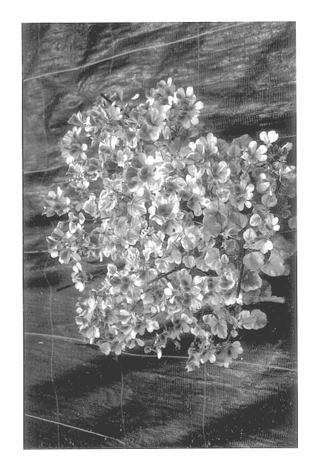 Figure 1 of US plant patent PP13813, the photograph of Sarah Don printed in the patent.
