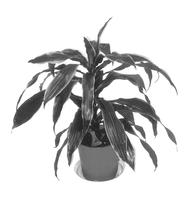 Figure 1 of US plant patent PP13814, the photograph of DR9901ART printed in the patent.