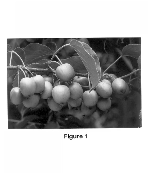 Figure 1 of US plant patent PP13815, the photograph of Hortgem Tahi printed in the patent.