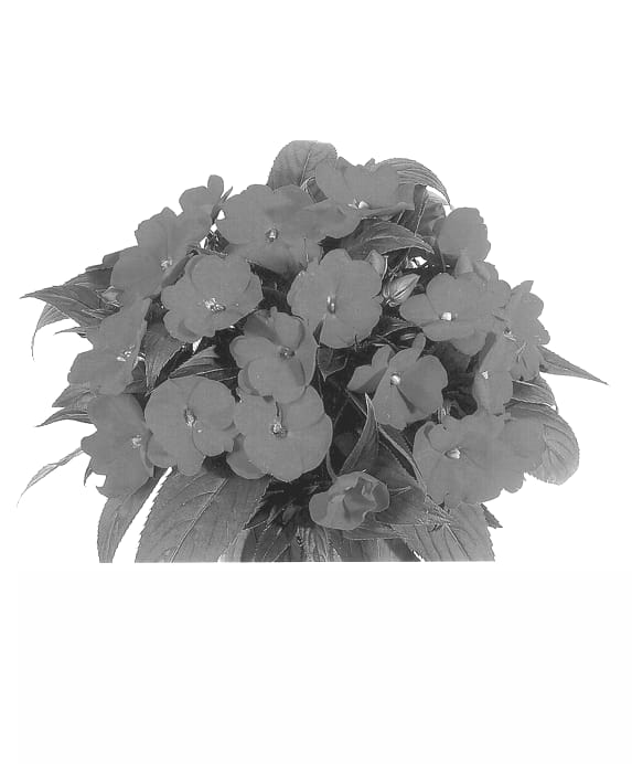 Figure 1 of US plant patent PP13816, the photograph of Duesweetblu printed in the patent.