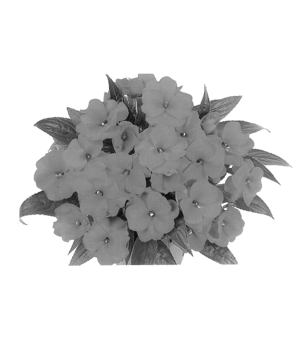 Figure 1 of US plant patent PP13817, the photograph of Duepetmand printed in the patent.