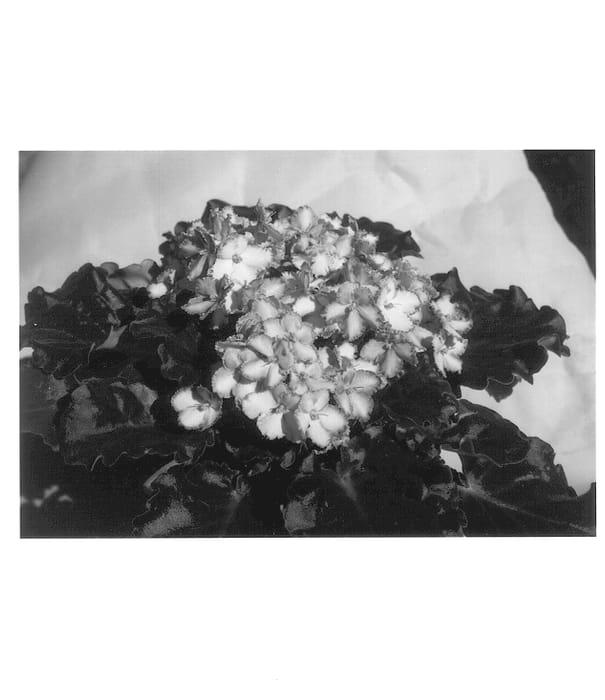 Figure 1 of US plant patent PP13818, the photograph of EverGrace printed in the patent.