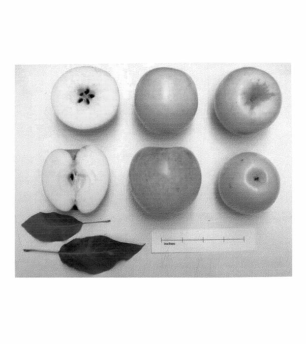 Figure 1 of US plant patent PP13819, the photograph of Co-op 29 printed in the patent.