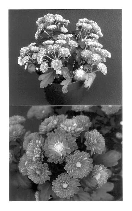 Figure 1 of US plant patent PP13820, the photograph of Yomarjorie printed in the patent.