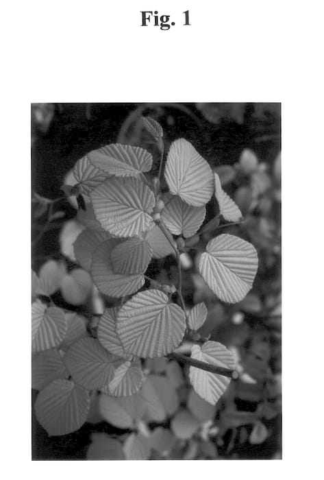 Figure 1 of US plant patent PP13821, the photograph of Golden Spring printed in the patent.