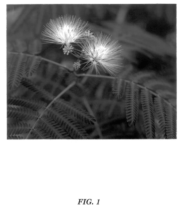 Figure 1 of US plant patent PP13822, the photograph of Summer Chocolate printed in the patent.