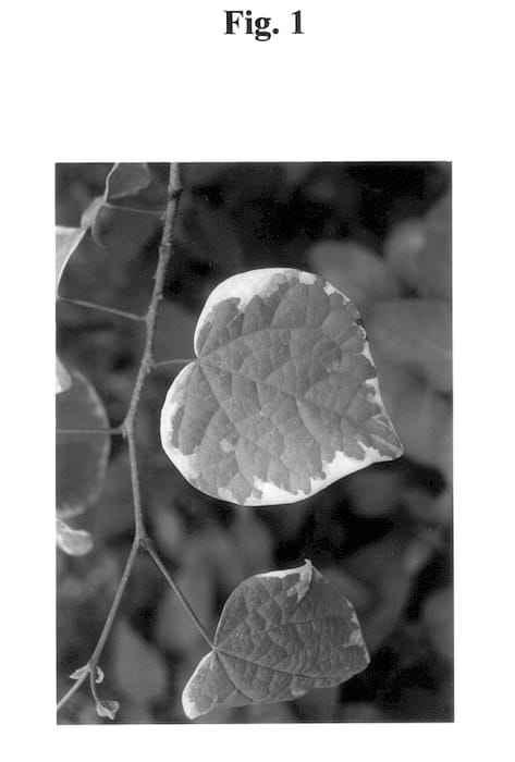 Figure 1 of US plant patent PP13823, the photograph of Seiju Yamaguchi printed in the patent.