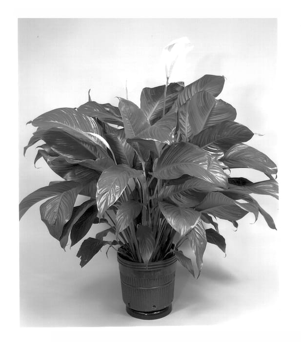 Figure 1 of US plant patent PP13824, the photograph of Emerald Beauty printed in the patent.