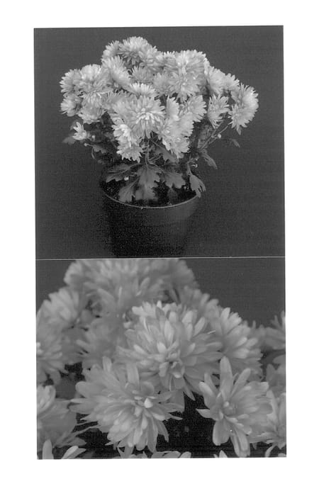 Figure 1 of US plant patent PP13825, the photograph of Yovanessa printed in the patent.