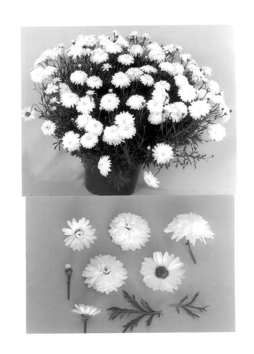 Figure 1 of US plant patent PP13826, the photograph of Supagem printed in the patent.