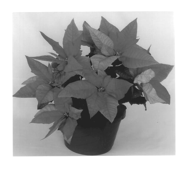 Figure 1 of US plant patent PP13827, the photograph of Eckakmal printed in the patent.
