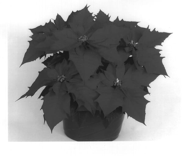 Figure 1 of US plant patent PP13828, the photograph of Eckalcott printed in the patent.
