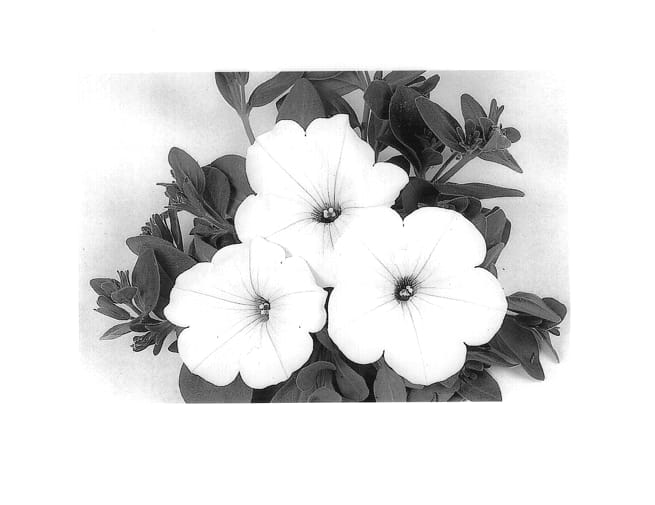 Figure 1 of US plant patent PP13829, the photograph of Duesurwi printed in the patent.