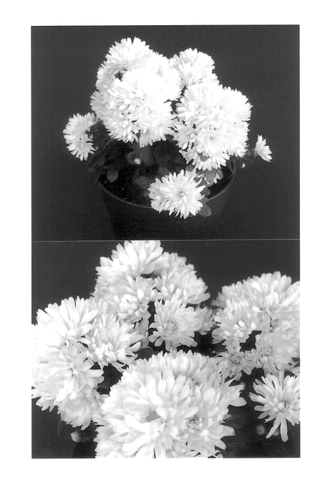 Figure 1 of US plant patent PP13830, the photograph of Yoheidi printed in the patent.