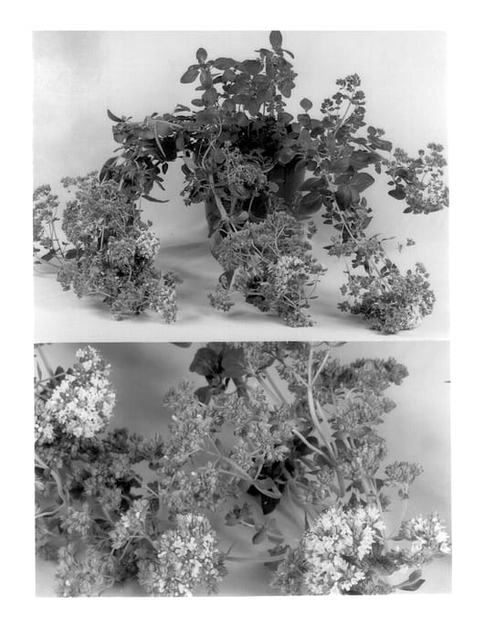 Figure 1 of US plant patent PP13831, the photograph of Zorba White printed in the patent.