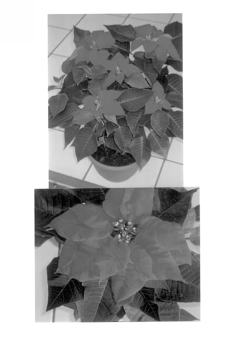 Figure 1 of US plant patent PP13832, the photograph of Giant Red printed in the patent.