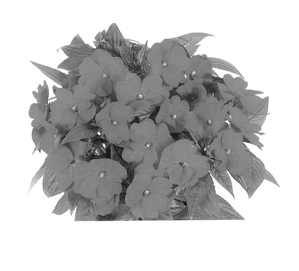 Figure 1 of US plant patent PP13833, the photograph of Duepethoro printed in the patent.
