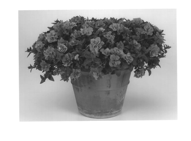 Figure 1 of US plant patent PP13834, the photograph of Kirimaji Double Rose printed in the patent.
