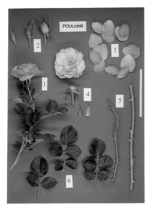 Figure 1 of US plant patent PP13835, the photograph of POULrohill printed in the patent.