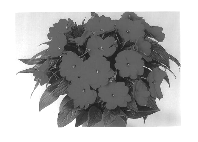 Figure 1 of US plant patent PP13836, the photograph of Duepetal printed in the patent.