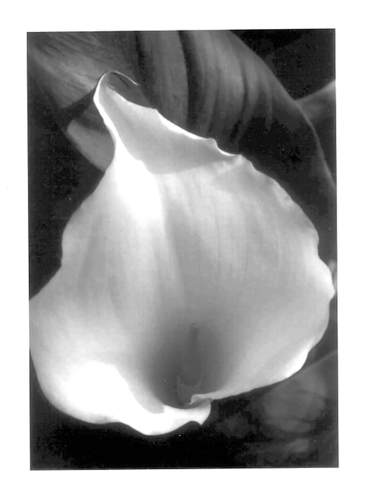 Figure 1 of US plant patent PP13837, the photograph of Red Desire printed in the patent.