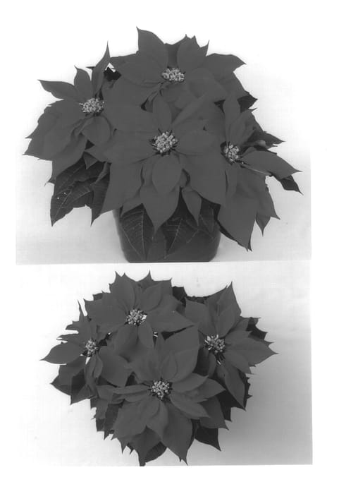 Figure 1 of US plant patent PP13838, the photograph of Eckakeem printed in the patent.