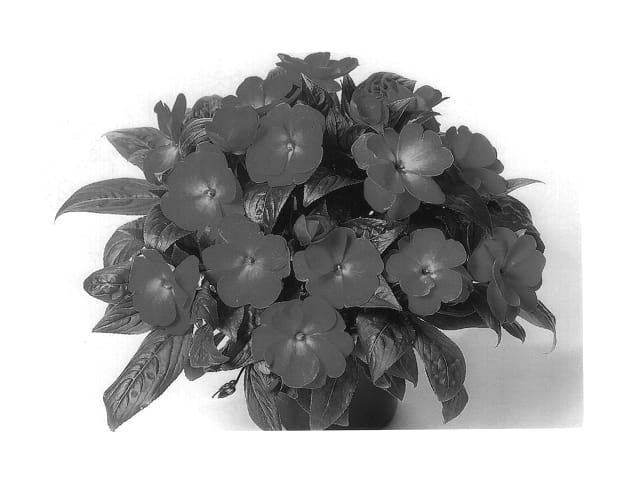 Figure 1 of US plant patent PP13839, the photograph of Duepetpich printed in the patent.
