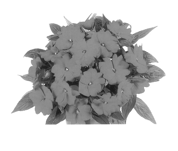 Figure 1 of US plant patent PP13840, the photograph of Duepetblue printed in the patent.