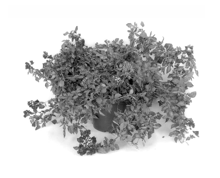 Figure 1 of US plant patent PP13841, the photograph of Zorba Red printed in the patent.
