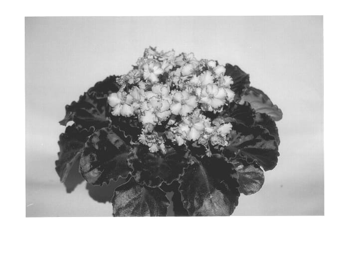 Figure 1 of US plant patent PP13842, the photograph of EverHarmony printed in the patent.